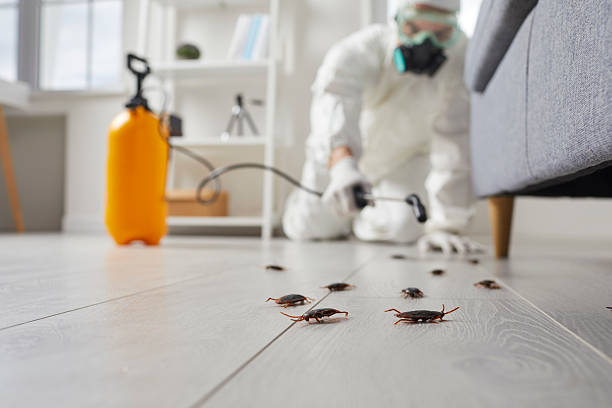Commercial Kitchen Cockroach Control in Kapaau
